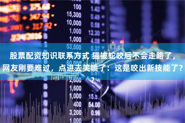 股票配资知识联系方式 猫被蛇咬后不会走路了，网友刚要难过，点进去笑喷了：这是咬出新技能了？